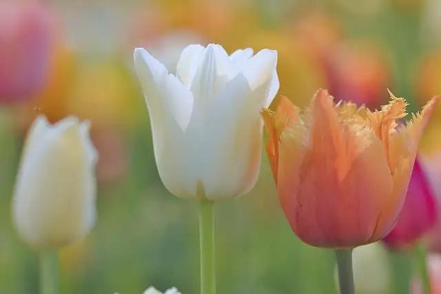 夜读 谢军：新年随想